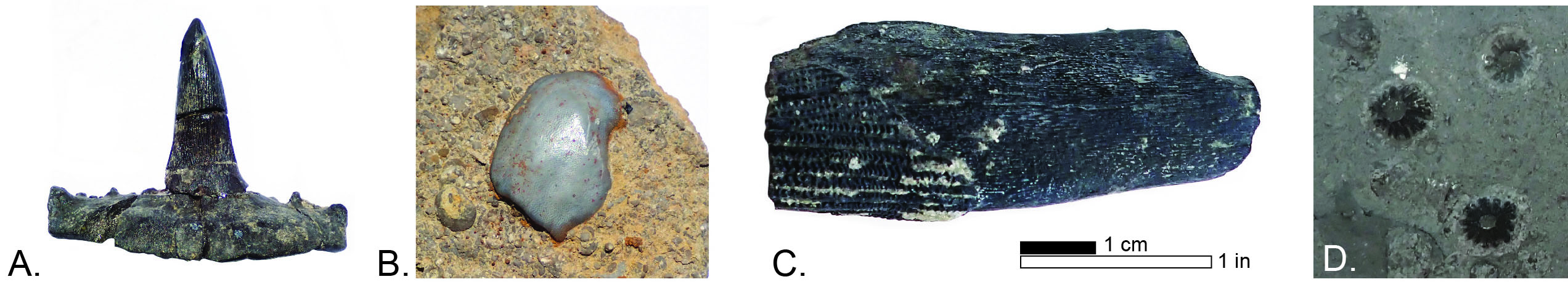 Examples of Paleozoic shark fossils found in Kentucky, from the Kentucky Geological Survey collection.